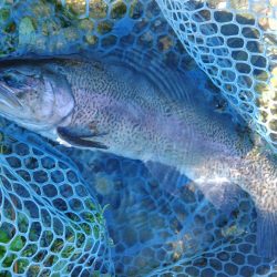 またイトウが釣れた！ ～フィシングパーク高島の泉～